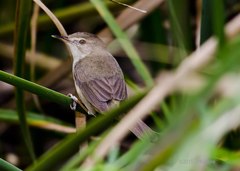 Prinia inornata