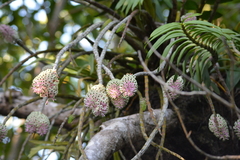 Dendrobium smillieae