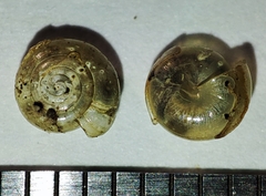 Vitrea transsylvanica