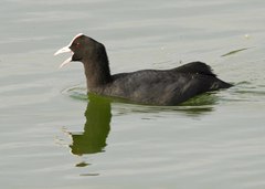 Fulica atra