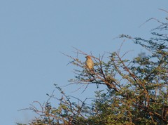 Passer motitensis