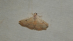 Eublemma gayneri