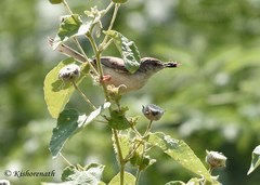 Prinia sylvatica