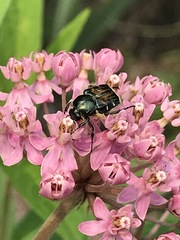 Trichiotinus affinis