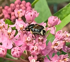 Trichiotinus affinis