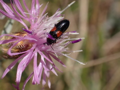 Divales bipustulatus