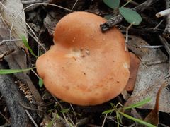 Leucopaxillus eucalyptorum