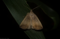 Simplicia armatalis