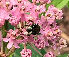 Trichiotinus affinis