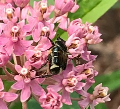Trichiotinus affinis