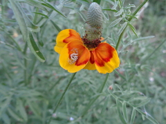 Ratibida columnifera