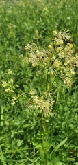 Thalictrum simplex
