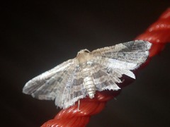 Microbelia canidentalis