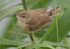 Prinia inornata