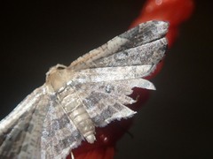 Microbelia canidentalis