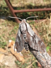 Sphinx maurorum