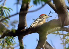 Leiopicus mahrattensis