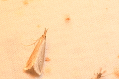 Donacaula longirostrallus