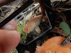 Leucopaxillus eucalyptorum