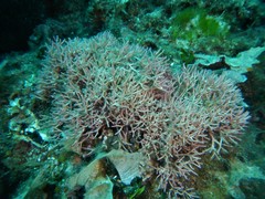 Tricleocarpa fragilis