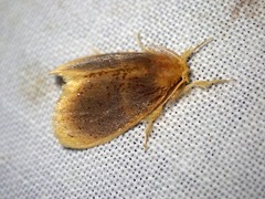 Micromorphe hemibathoides