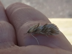 Cynaeda dentalis