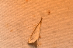 Donacaula longirostrallus