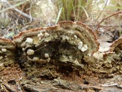 Gloeophyllum abietinum