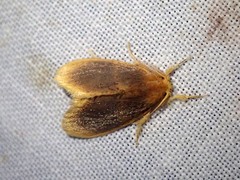 Micromorphe hemibathoides
