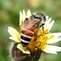 Apis florea