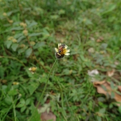 Apis florea