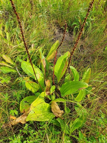 Plantago cornuti Gouan