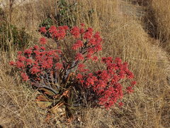 Aloe branddraaiensis