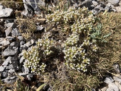 Arenaria erinacea