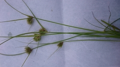 Carex bohemica