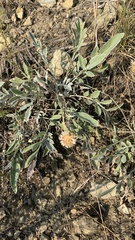 Psephellus marschallianus