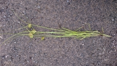 Carex bohemica