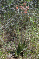 Aloe komatiensis