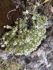Arenaria erinacea
