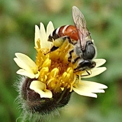 Tridax procumbens