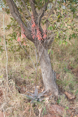 Aloe parvibracteata