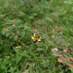 Tridax procumbens