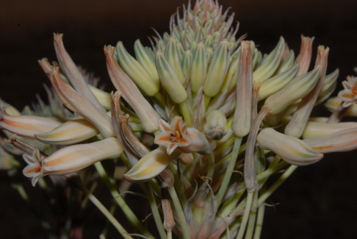 Aloe prinslooi