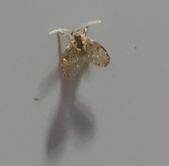 Clogmia albipunctata