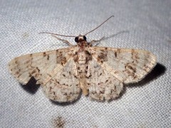 Myrioblephara