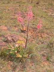 Aloe transvaalensis