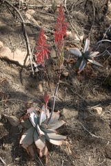 Aloe verdoorniae