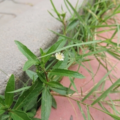 Eclipta prostrata