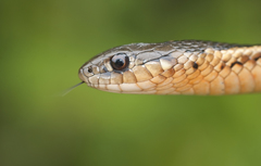 Thamnophis butleri