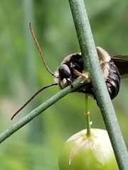 Melissodes desponsus